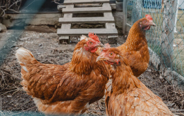 Dachstein Südwand - Photo 13